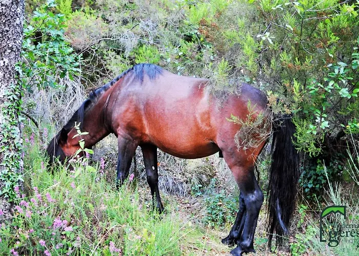 ホテル Moderna Do ジェレス