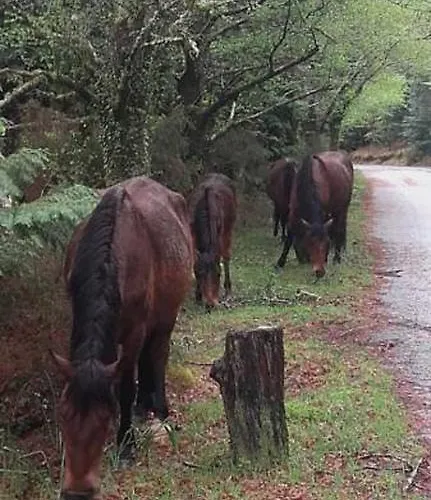 ホテル Moderna Do ジェレス